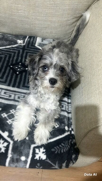 Nice dog for sale one eye is blue and one is brown