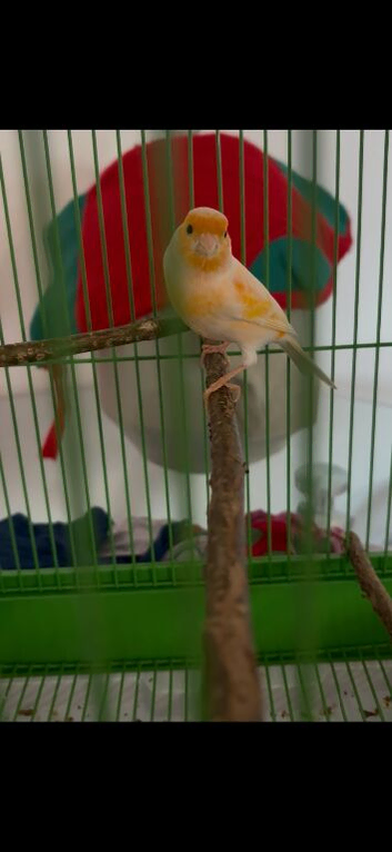2 male canary's