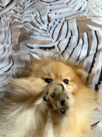 Gorgeous tiny cream boy