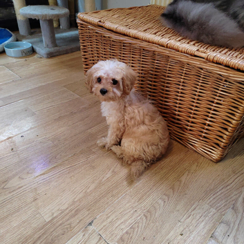 Stunning f1b cavapoo