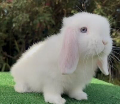 white with blue eyes rabbit