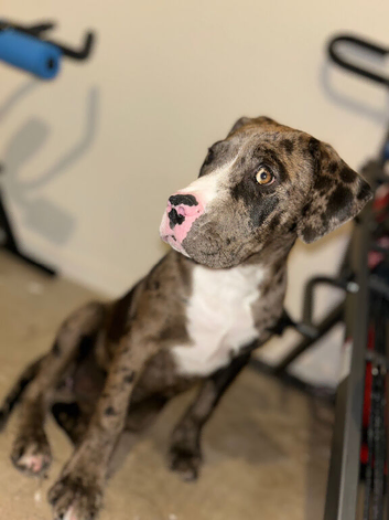 Rottweiler cross English bulldog Staffie