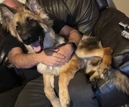 8 months old gsd