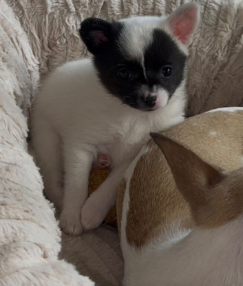 Open to offers Beautiful little girl