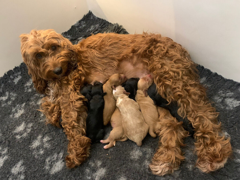 JUST 3 REMAINING STUNNING COCKAPOO PUPPIES