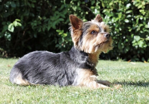 Yorkshire terrier boy