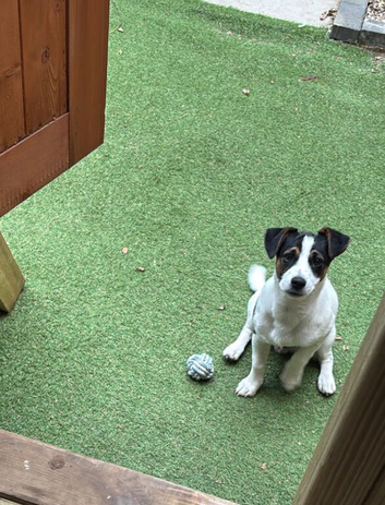 6 month old male traditional tri coloured Jack Russell