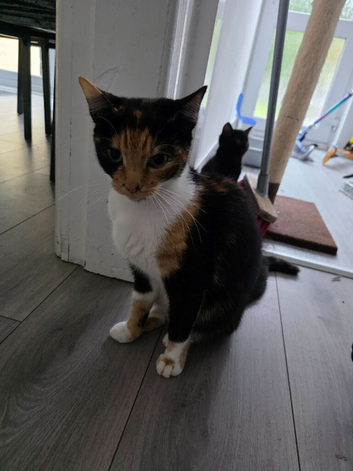 Calico Female Cat