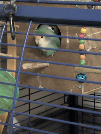 Love bird