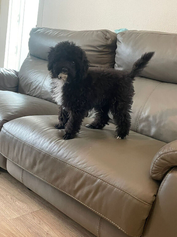 Purebred mini poodles ,last boy available