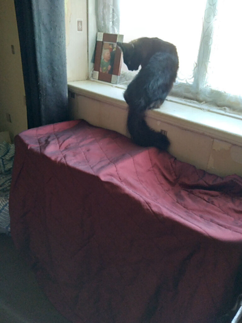 6 month female wanting loving forever home