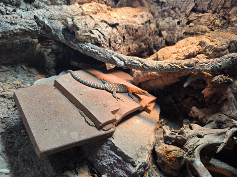 2 unrelated Pilbara Rock Monitors