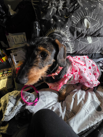 FEMALE 3 YEAR OLD LONG WIRE HAIRED DACSHUNDD ,, MEYO , NEEDS REHOMING ASAP.