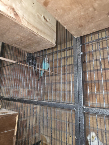 Breeding pairs of budgies