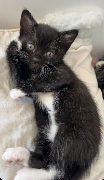 Beautiful Kittens Wanting A Forever Home