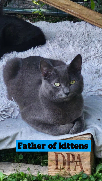 Fully grey Tom cat for stud