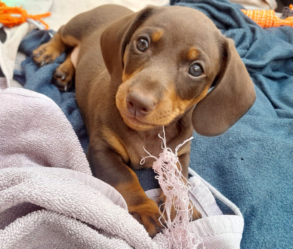 beautiful and playful boy