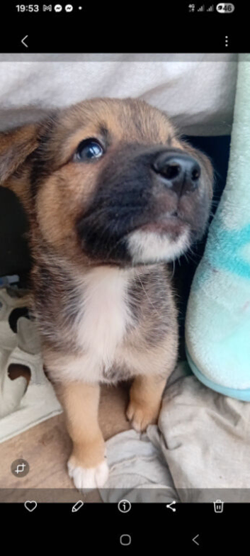 Akita puppy's for sale