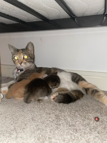 1 beautiful kitten