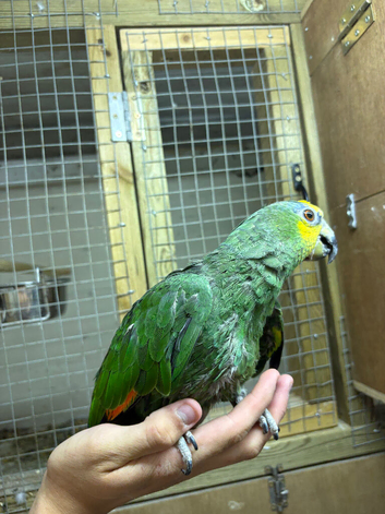 Hand tamed orange wined amazon