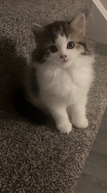 3 beautiful tabby cross Scottish fold.