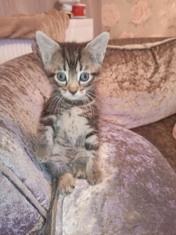 4 female tabby kittens and 1 black male