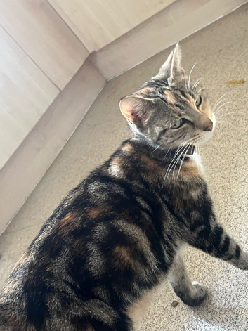 Beautiful kittens for sale