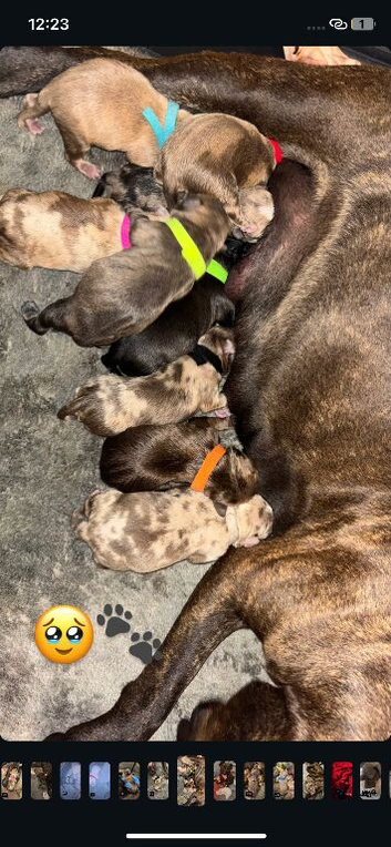 Staffy puppies