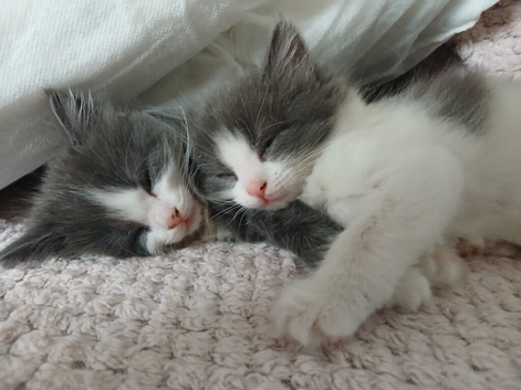 Double Twin Grey white &Black white