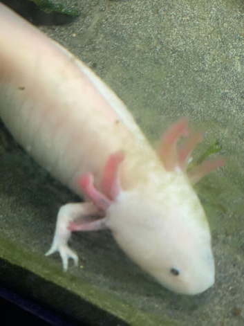Axolotls for sale