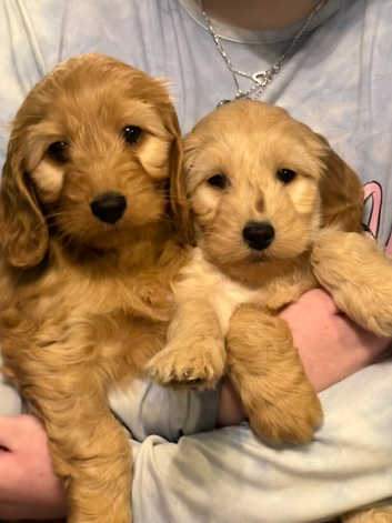 Cavapoo pups