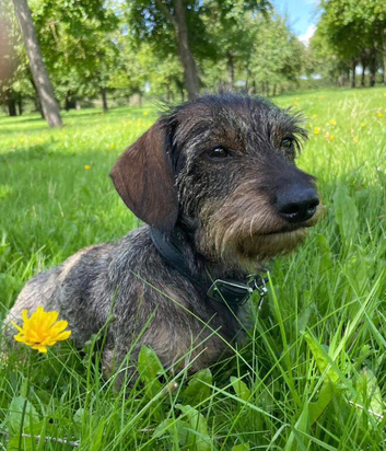 Missing Wire-Haired Miniature Dachshund