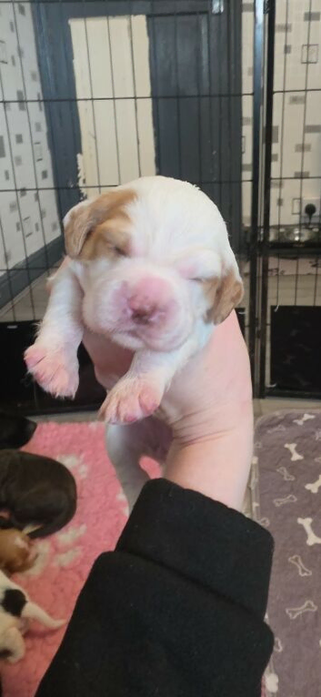 Cocker spaniels