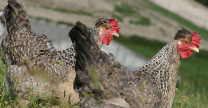 Free chickens