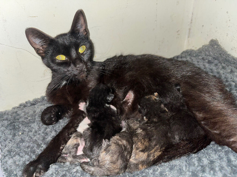 Kittens