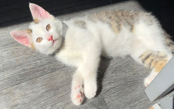 Kitten