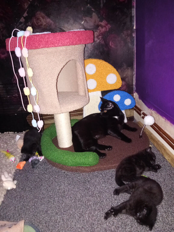 Male black kitten