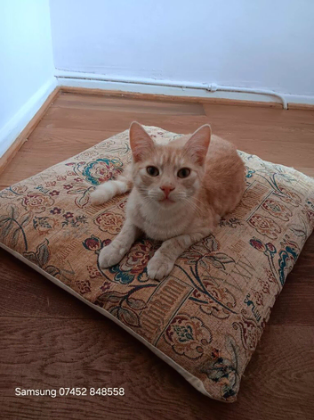Savannah boy for sale