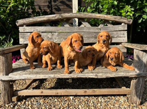 Kc registered working fox red labrador puppies