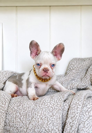 Panda koi frenchie