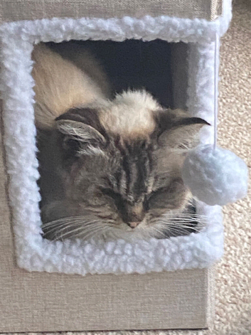 Gorgeous Ragdoll 7 Years Old Girl Vet Chkd an Vaccinated