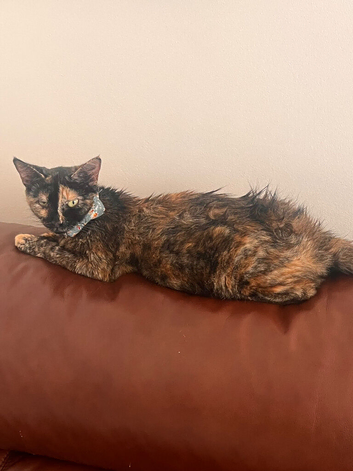 Adult cat