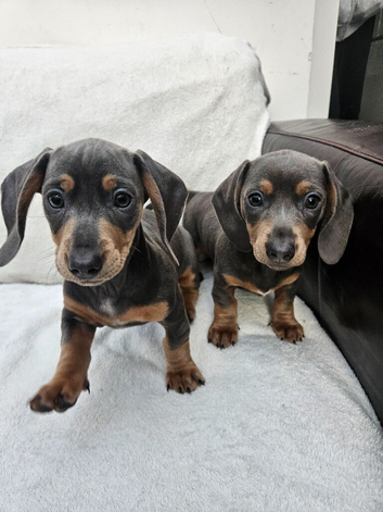 Blue Dachshund puppies