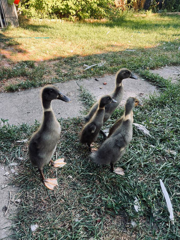 Indian Runner Ducklings Looking for Their Forever Homes ️