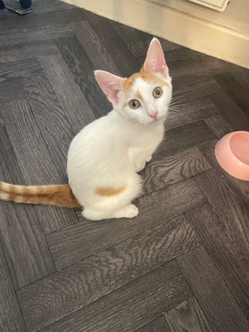 Kitten
