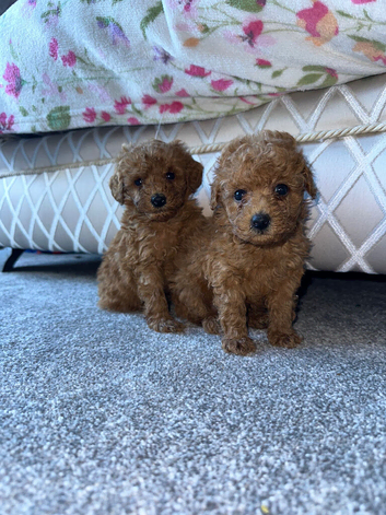 Toy poodle