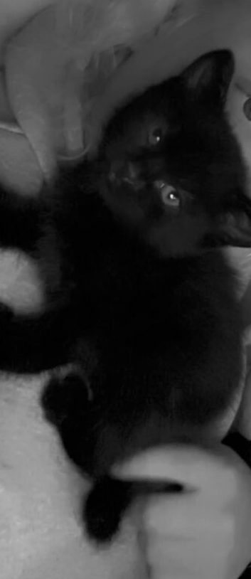 1 all black male, 1 male and 1 female tuxedo
