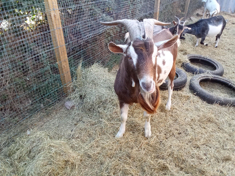 Goat kids for sale