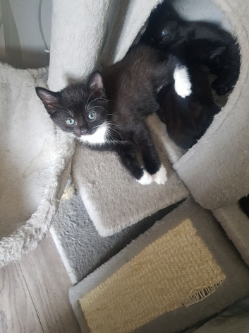 Female kittens