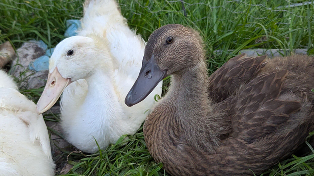 Ducklings looking for home